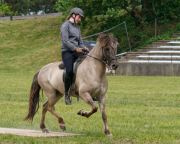 Pferd International 2025