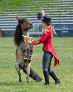 Pferd International 2025 - Schauprogramm