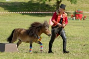 Pferd International 2025 - Schauprogramm
