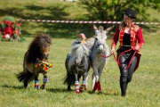Pferd International 2025 - Schauprogramm