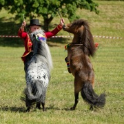 Pferd International 2025 - Schauprogramm