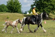 Pferd International 2025 - Schauprogramm