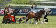 Pferd International 2025 - Schauprogramm