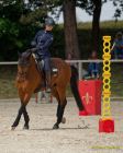 Pferd International 2025:Preis des FRB e.V.