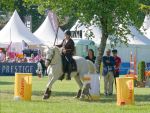 Pferd International 2025: Masters of Speed präsentiert von Josera Pferdefutter