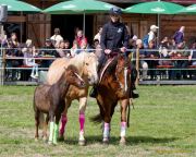 Pferd International 2026
