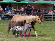 Pferd International 2026