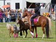 Pferd International 2026