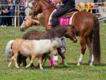 Pferd International 2026