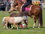 Pferd International 2026
