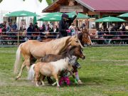 Pferd International 2026