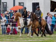 Pferd International 2026