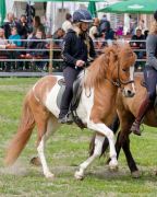 Pferd International 2026