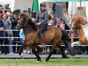 Pferd International 2026