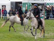 Pferd International 2026
