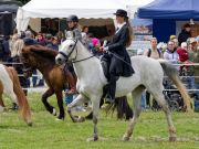 Pferd International 2026
