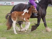 Pferd International 2026
