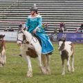 Pferd International 2026