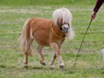 Pferd International 2026