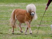 Pferd International 2026