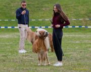 Pferd International 2026