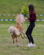 Pferd International 2026