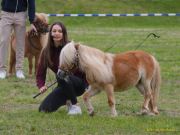 Pferd International 2026
