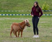 Pferd International 2026