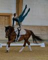 Pferd International 2026: Voltigieren