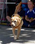 d180616-145201-220-100-polizeipraesidium-muc-tag_der_offenen_tuer-rettungshundestaffel