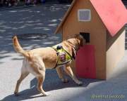 d180616-145329-240-100-polizeipraesidium-muc-tag_der_offenen_tuer-rettungshundestaffel