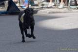 d180616-145541-300-100-polizeipraesidium-muc-tag_der_offenen_tuer-rettungshundestaffel