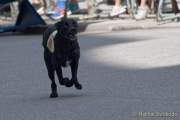 d180616-145541-300-100-polizeipraesidium-muc-tag_der_offenen_tuer-rettungshundestaffel