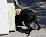 d180616-145546-130-100-polizeipraesidium-muc-tag_der_offenen_tuer-rettungshundestaffel