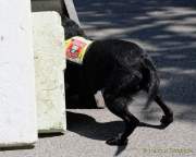 d180616-145546-130-100-polizeipraesidium-muc-tag_der_offenen_tuer-rettungshundestaffel