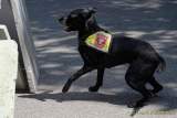 d180616-145550-970-100-polizeipraesidium-muc-tag_der_offenen_tuer-rettungshundestaffel