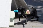 d180616-145600-090-100-polizeipraesidium-muc-tag_der_offenen_tuer-rettungshundestaffel