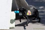 d180616-145600-090-100-polizeipraesidium-muc-tag_der_offenen_tuer-rettungshundestaffel