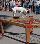 d180616-145734-920-100-polizeipraesidium-muc-tag_der_offenen_tuer-rettungshundestaffel