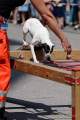d180616-145747-290-100-polizeipraesidium-muc-tag_der_offenen_tuer-rettungshundestaffel