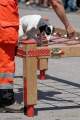 d180616-145751-590-100-polizeipraesidium-muc-tag_der_offenen_tuer-rettungshundestaffel