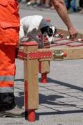 d180616-145751-590-100-polizeipraesidium-muc-tag_der_offenen_tuer-rettungshundestaffel