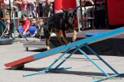 d180616-145837-500-100-polizeipraesidium-muc-tag_der_offenen_tuer-rettungshundestaffel