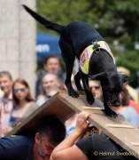 d180616-150218-710-100-polizeipraesidium-muc-tag_der_offenen_tuer-rettungshundestaffel