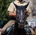 d180616-150841-460-100-polizeipraesidium-muc-tag_der_offenen_tuer-polizeireiter