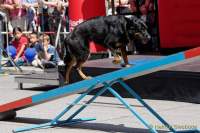 d180616-145845-040-100-polizeipraesidium-muc-tag_der_offenen_tuer-rettungshundestaffel