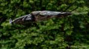 d170716-134615-600-100-warwick_castle