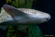 Ein Rentier im Ozean? Das SEA LIFE München feiert Weihnachten!