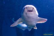 Ein Rentier im Ozean? Das SEA LIFE München feiert Weihnachten!