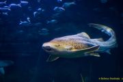 Ein Rentier im Ozean? Das SEA LIFE München feiert Weihnachten!
